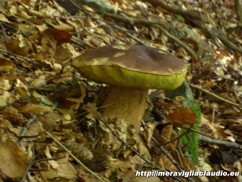 Torna al menu foto